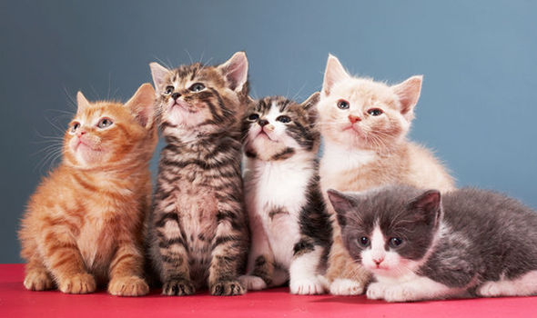 kittens-1.jpg