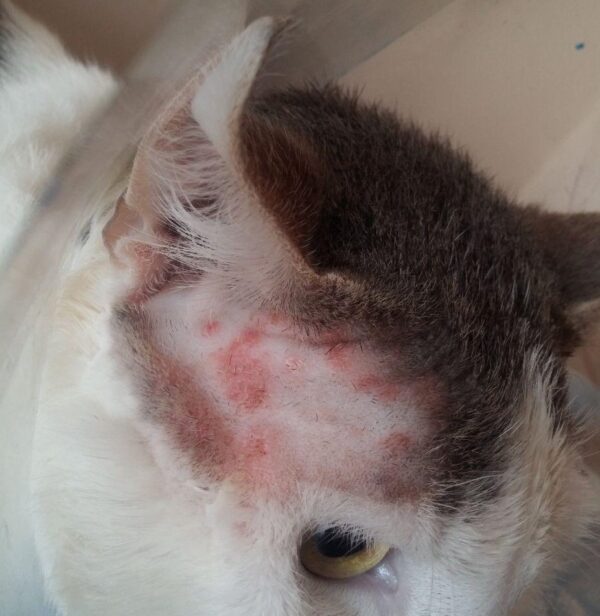 mild ringworm in cats