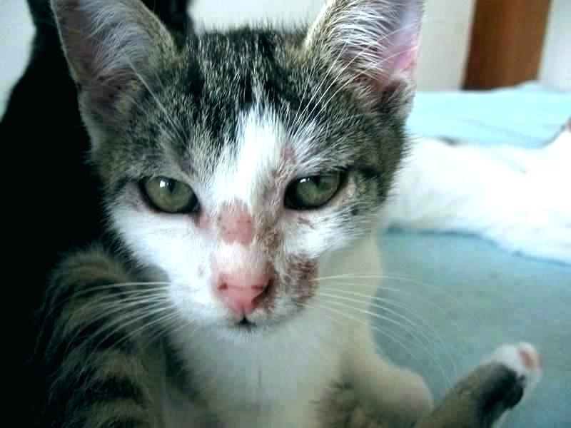 mild ringworm in cats